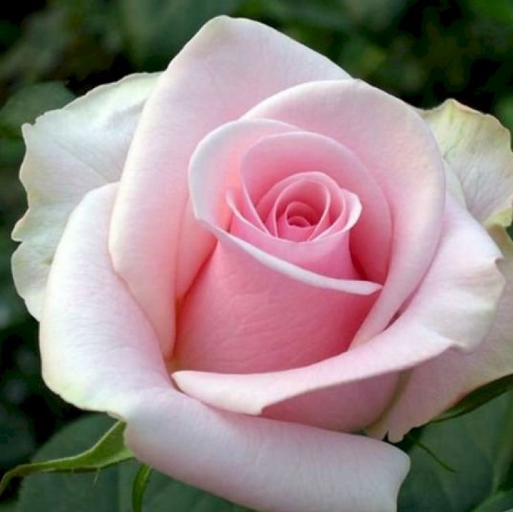 Роза чайно-гибридная Титаник